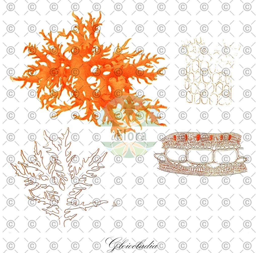 HistAbb_4P6K_1_ENZY_Simple | Historische Abbildung von Gloiocladia - Faucheaceae (0) | Historical Illustration of Gloiocladia - Faucheaceae (0)
