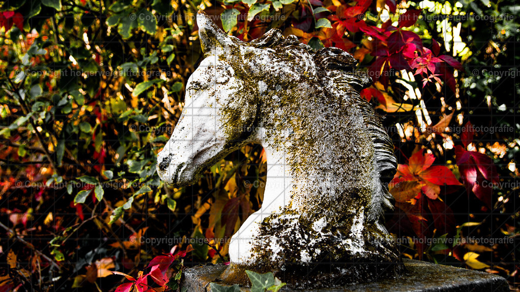 Pferdekopf | Kaufen sie online außergewöhnliche Fotografien auf Leinwand Acrylglas Fotoprint Aludibond von holgerweigeltfotografie - Realisiert mit Pictrs.com