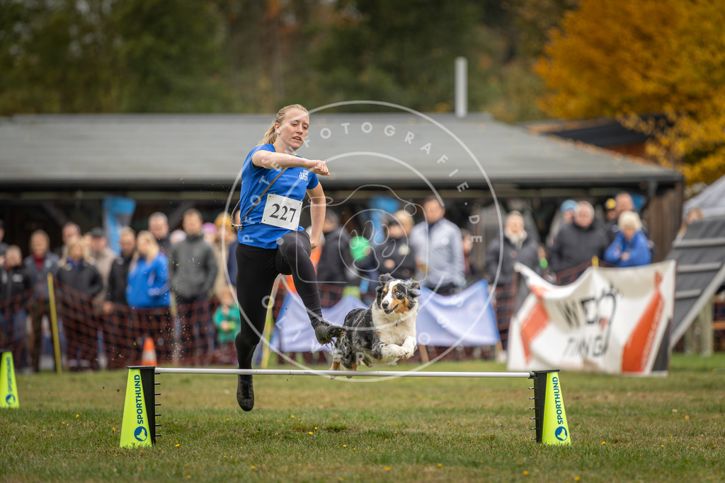 Pfotenfotografie_DV3A3217 | Hundefotografie, Tierfotograf, Pfotenfotografie, Fotoshooting Hund, Hunde Portrait, Hundesport, Hundeportraits, Heideshooting, Hunde, Sportfotograf, Hundefotograf, Turnierhundsport, THS,  - Realisiert mit Pictrs.com