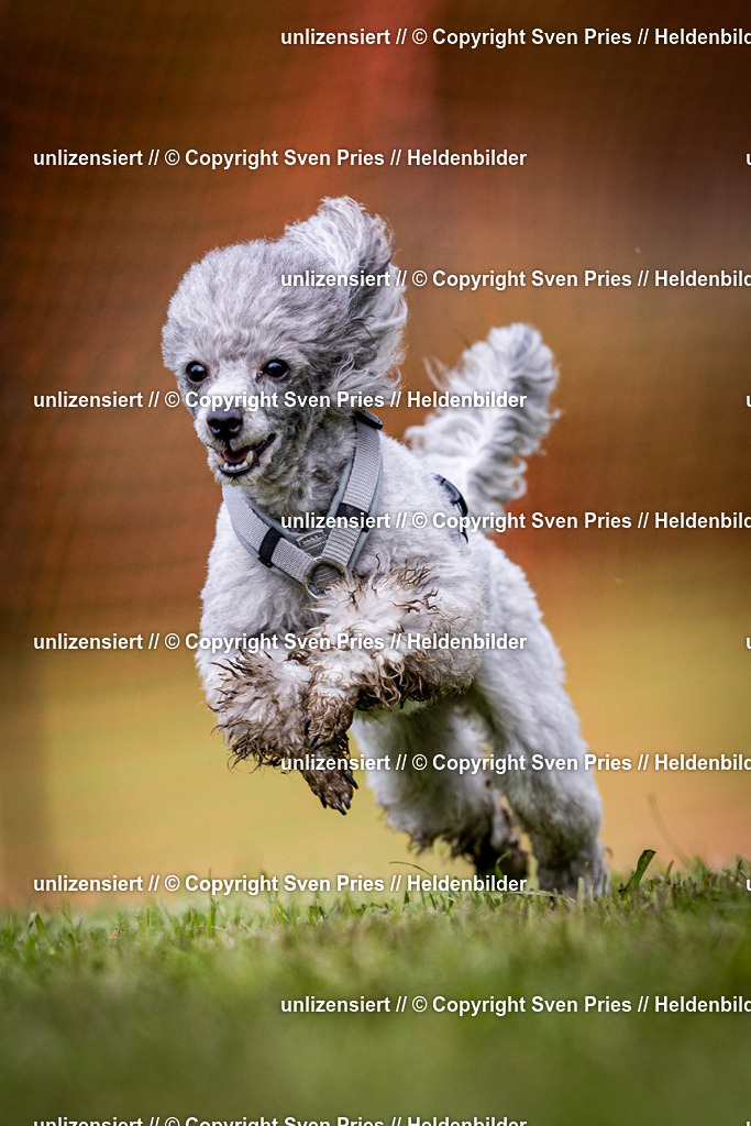 Sven Pries | 2024-04-21 - Hunderennen Baden-Oos
Foto: Sven Pries - Realisiert mit Pictrs.com