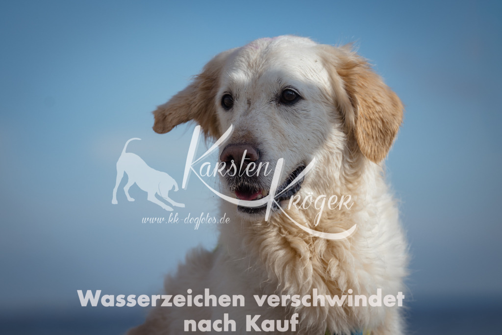 1315_ZZ91043 | kk-dogfotos