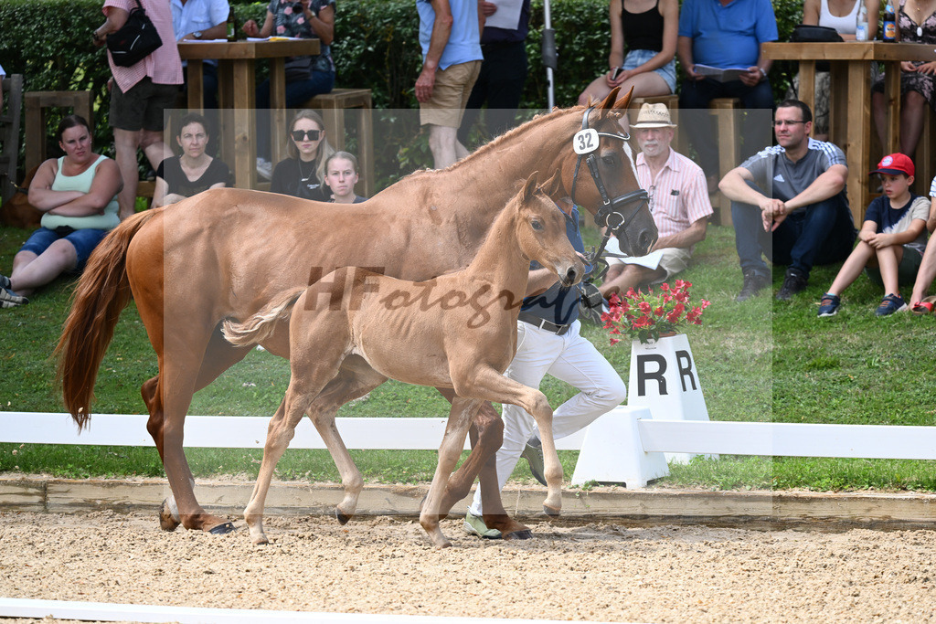 Kat-Nr. 32 SF DSP Va Bene x Diamantino_Brendauer-Fuchs_27230509 | hf-fotografie - Realisiert mit Pictrs.com