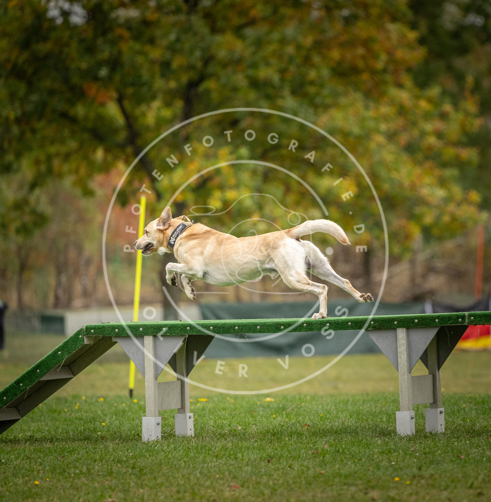 Pfotenfotografie_DV3A9883 | Hundefotografie, Tierfotograf, Pfotenfotografie, Fotoshooting Hund, Hunde Portrait, Hundesport, Hundeportraits, Heideshooting, Hunde, Sportfotograf, Hundefotograf, Turnierhundsport, THS,  - Realisiert mit Pictrs.com