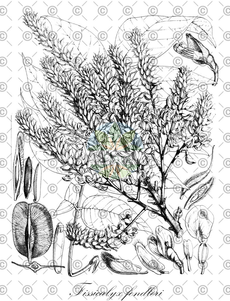 HistAbb_wfo-0001193324_1_ENZY_Simple | Historische Abbildung von Fissicalyx fendleri - Fabaceae | Historical Illustration of Fissicalyx fendleri - Fabaceae