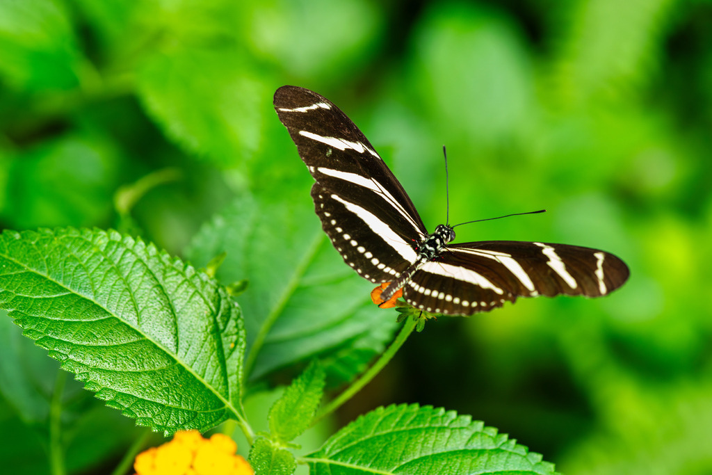 2025_07_09_FEHMARN-LEUCHTTURM+SCHMETTERLINGE_MCP8927 | Hochwertig gedruckte Fotografien für die Wand, als Kalender und zum Verschenken. Hamburg & Norddeutschland und überall wo ich mit der Kamera unterwegs war.