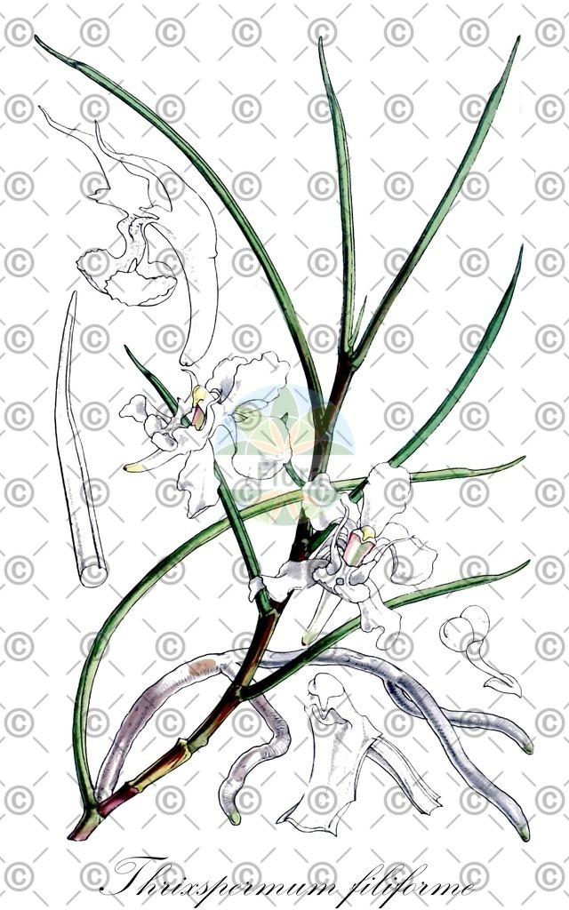 HistAbb_wfo-0000903686_1_ENZY_Simple | Historische Abbildung von Thrixspermum filiforme - Orchidaceae | Historical Illustration of Thrixspermum filiforme - Orchidaceae
