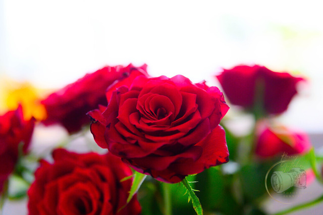_DSC1021 | Shop für Prints Landschaftsfotografie Sächsische Schweiz Naturfotografie in Thüringen Fotos vom Findlingspark Nochten Kloster Sankt Marienstern Bilder Festung Königstein PanoramaRhododendronpark Kromlau FotogalerSchleswig-Holstein Küstenlandschaften