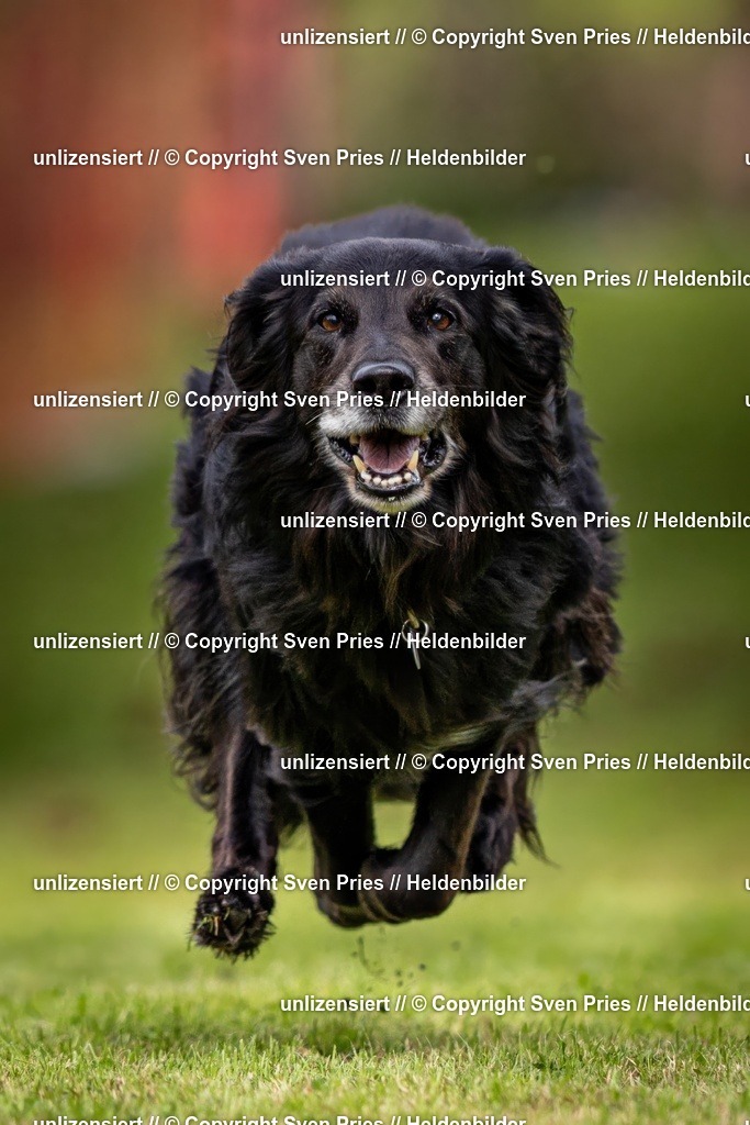 Sven Pries | 2024-09-22 - Hunderennen Baden-BadenPudelverein - Realisiert mit Pictrs.com