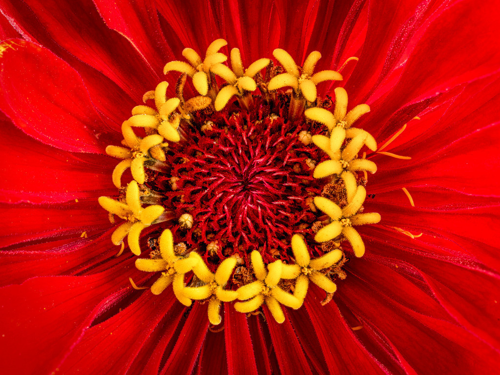 Zinnia Red 02 | Fotos in hoher Qualität, extrem scharf, viele schöne Details mit leuchtenden Farben. Blütenbilder für Zuhause, Praxis, Kanzlei oder Büro. Aufnahmen in Low Key, nahezu monochrom. Hochwertige Materialien: Alu Dibond, Hahnenmühle, Forex, Fotodrucke. - Realizzato con Pictrs.com