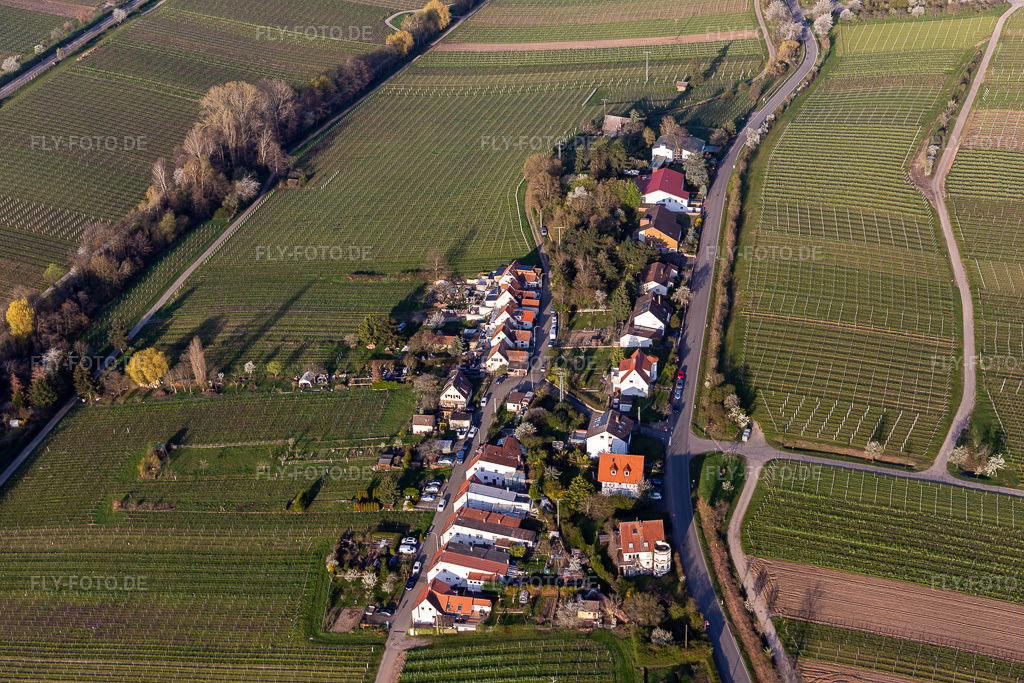 Luftbild: Ortsteil Siedlung an der Klosterstraße in Edenkoben im Bundesland Rheinland-Pfalz in Deutschland. Foto: IMG_126323.jpg vom 04.04.2021 durch Werner Riehm/FLY-FOTO.de