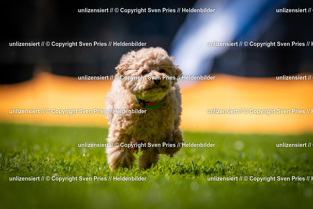 Sven Pries | 2025-08-10 - Hunderennen Durlach - Realisiert mit Pictrs.com