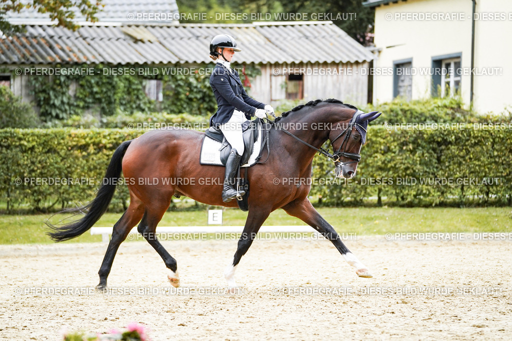 DSC01627 | Pferdegrafie