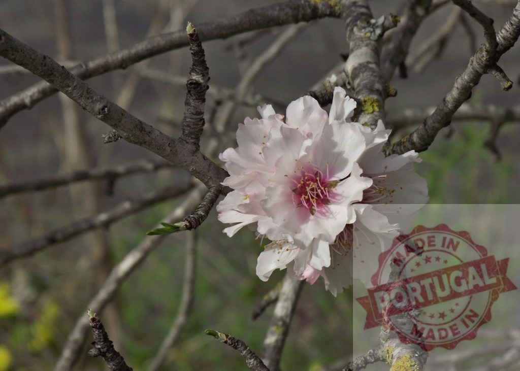 Beautiful almond blossom growing on a tree branch | Delicate almond flower blooming on a branch, showcasing the beauty of nature in springtime - Realisiert mit Pictrs.com