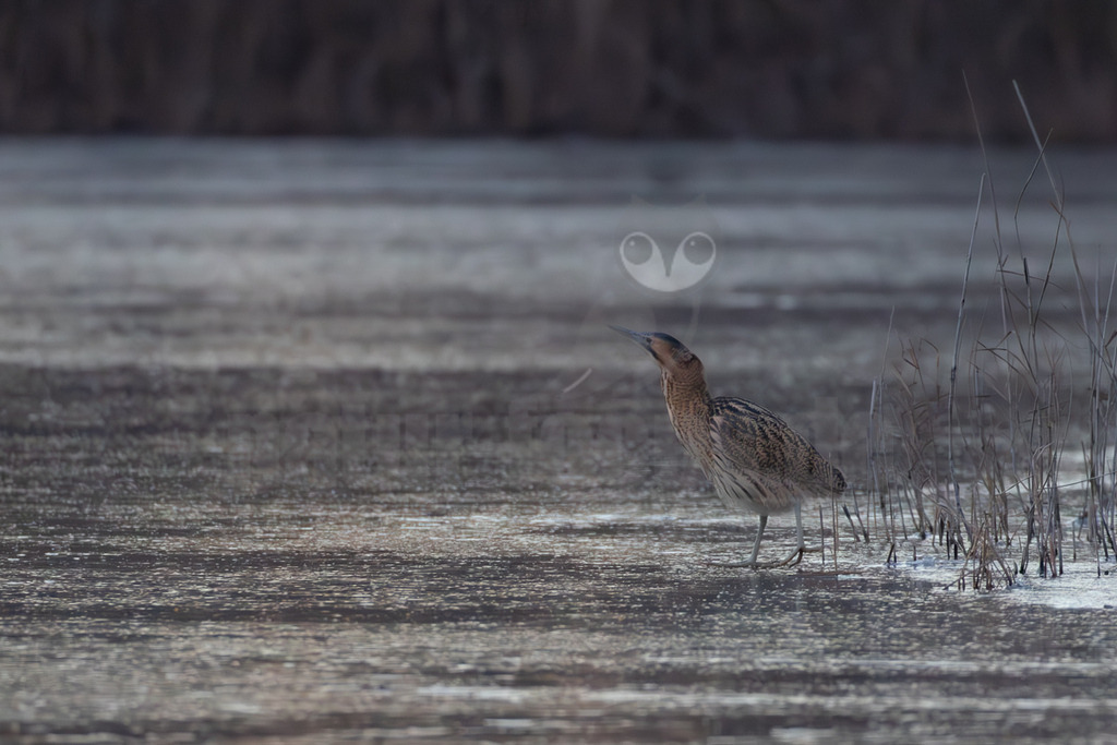 R5M25879_20251226 | Eine Rohrdommel (Botaurus stellaris) steht auf einer teilweise zugefrorenen Wasserfläche am Rand von Schilf. Das Gefieder der Rohrdommel ist braun und gestreift, was eine gute Tarnung bietet. Der Vogel blickt nach oben rechts. Die Wasserfläche ist mit einer dünnen Eisschicht bedeckt, die das Licht diffus reflektiert. Im Hintergrund ist eine unscharfe, dunkle Uferlinie zu sehen. Die Szene vermittelt eine winterliche Stimmung. - Realisiert mit Pictrs.com