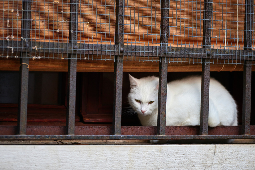 Weisse Katze hinter Fenster | Venedig, Austria - December 05, 2016: Weisse Katze hinter Fenster. - Realisiert mit Pictrs.com