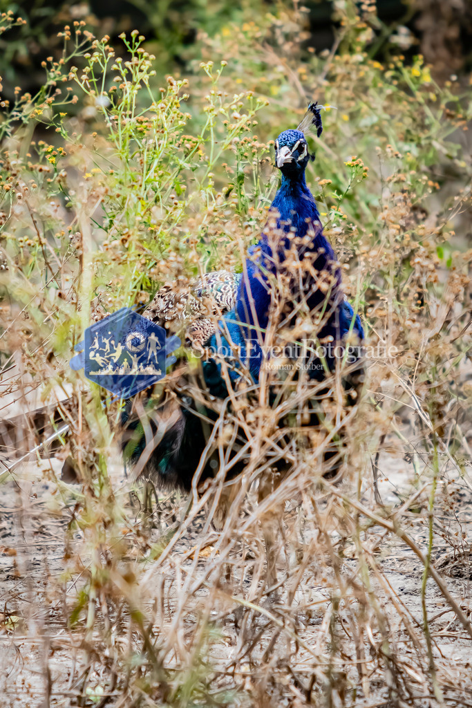 IMG_4013 | SportEventFotografie - Roman Stoiber