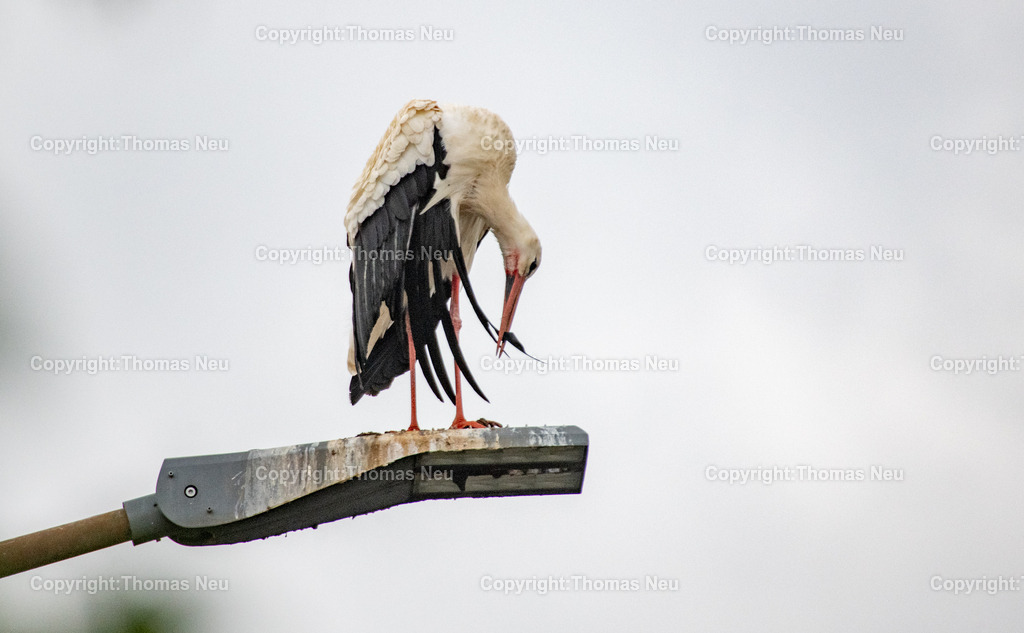 Storch_Lampe | Ein Weißstorch steht auf einer Straßenlampe und putzt sein Gefieder – ungewöhnliche Naturaufnahme zwischen Stadt und Wildnis.