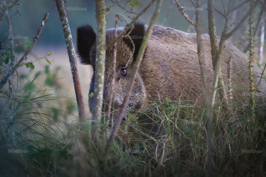 Wildlinse-250928-2-2 | Willkommen bei Wildlinse. Wildtierfotografien aus Schleswig-Holstein: Entdecke einzigartige Fine-Art-Prints und Poster, die Ruhe, Wildnis und die Schönheit unserer heimischen Tierwelt in dein Zuhause bringen. - Realisiert mit Pictrs.com
