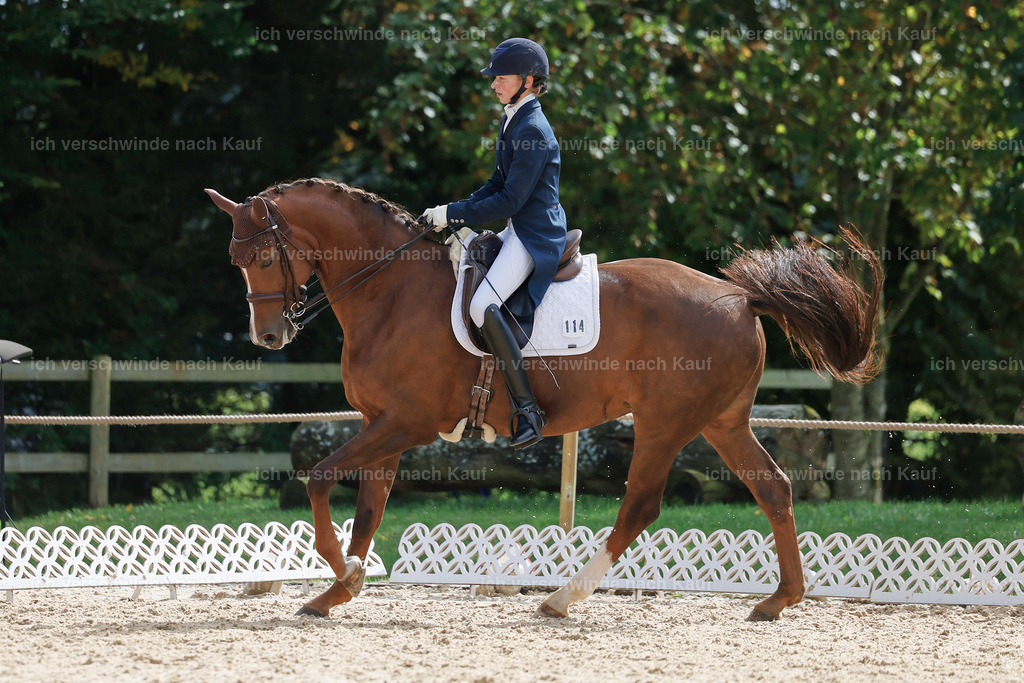 09_2-114-DRESSUR  S_  -StoibPH-5887 | working equitationturnier fotograf videograf stoibphotography marixx film working equitation deutschland reitsport turnierfotografie eventfotografie equestrian events