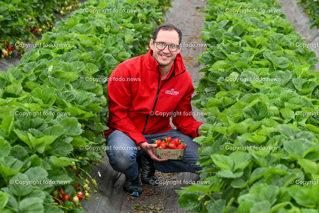 Erdbeeren Lehner_ Haag_ 17.05.2023-19 | 17.05.2023, Haag, AUT, Erdbeeren Lehner, im Bild Lukas Lehner am Erdbeerfeld im Folientunnel bei der Ernte