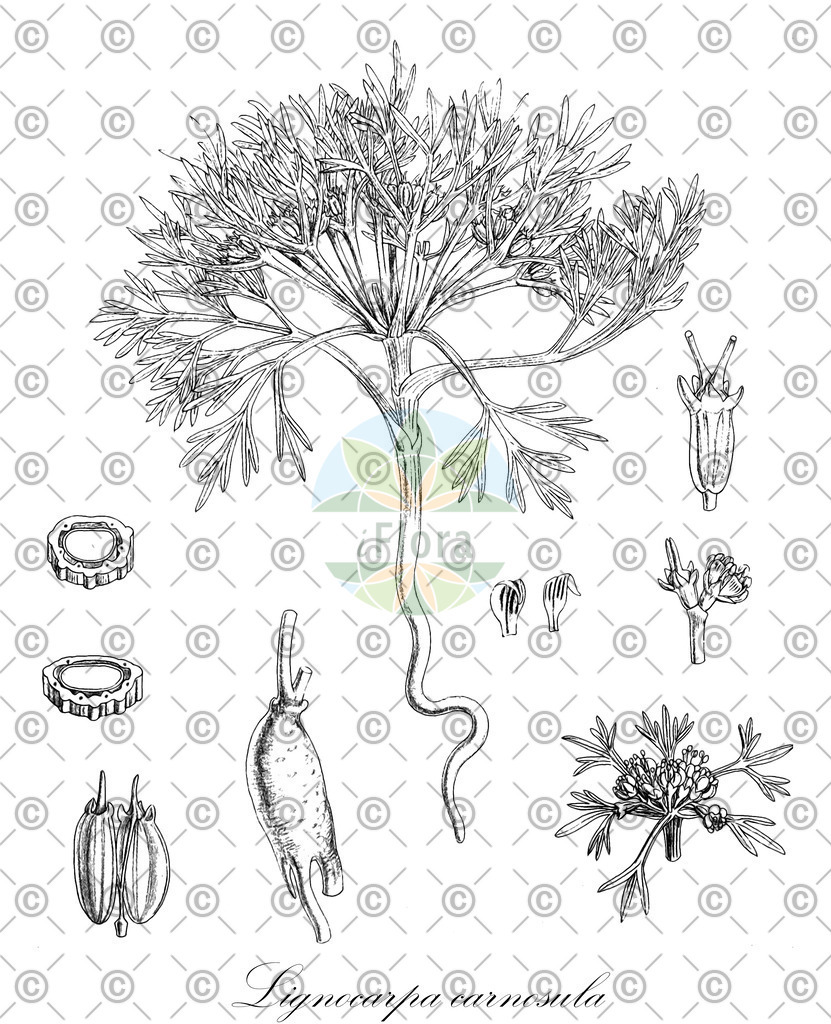 HistAbb_EMP_107675_3_ALPEN_Simple | Historische Abbildung von Lignocarpa carnosula - Apiaceae | Historical Illustration of Lignocarpa carnosula - Apiaceae