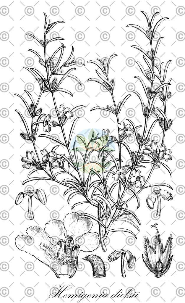 HistAbb_wfo-0001109145_1_ENZY_Simple | Historische Abbildung von Hemigenia dielsii - Lamiaceae | Historical Illustration of Hemigenia dielsii - Lamiaceae