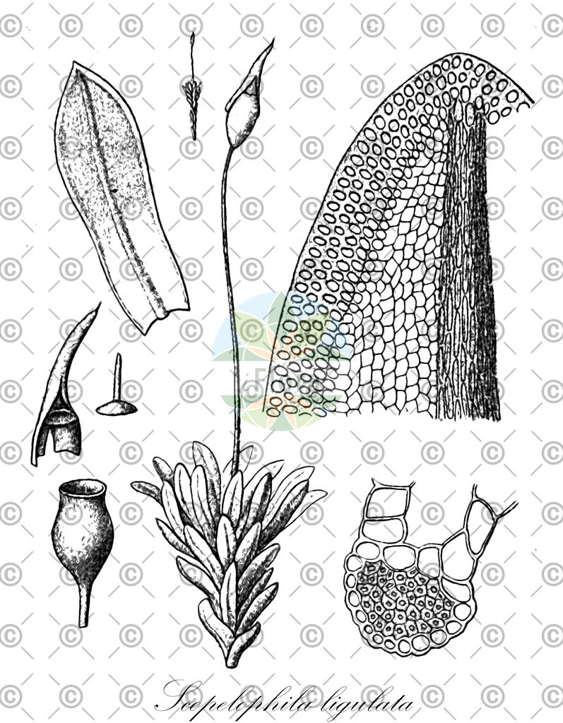 HistAbb_wfo-0000170783_1_ENZY_Simple | Historische Abbildung von Scopelophila ligulata - Pottiaceae | Historical Illustration of Scopelophila ligulata - Pottiaceae