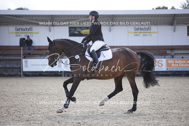 1J2A4042Annika Jaeger_ Magic Love 4_ Kn695_ Havekost | Foto- und Videografie für alles rund ums Pferd. Hochwertige Bilder und Videos vom Spring- und Dressurreiten, Voltigieren & mehr. Jetzt aktuelle Veranstaltungen und Preise im Shop ansehen. - Realisiert mit Pictrs.com