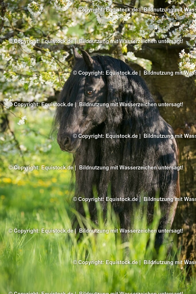 20150423_TOMsPiC_0102 | equistock