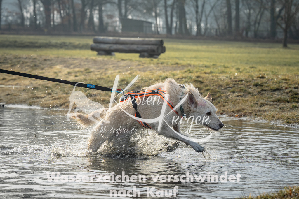 0915_ZZ90568 | kk-dogfotos