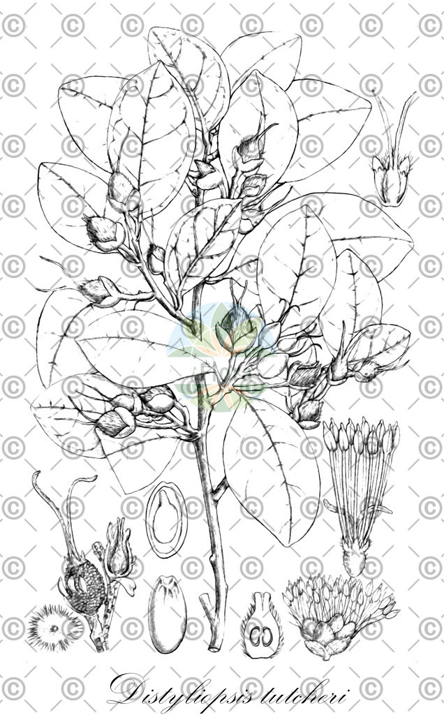 HistAbb_wfo-0000000347_1_ENZY_Simple | Historische Abbildung von Distyliopsis tutcheri - Hamamelidaceae | Historical Illustration of Distyliopsis tutcheri - Hamamelidaceae