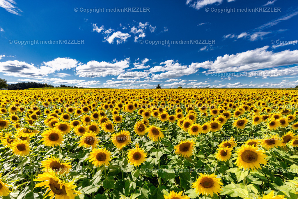 _J3A9901 | medienkrizzler - Realisiert mit Pictrs.com