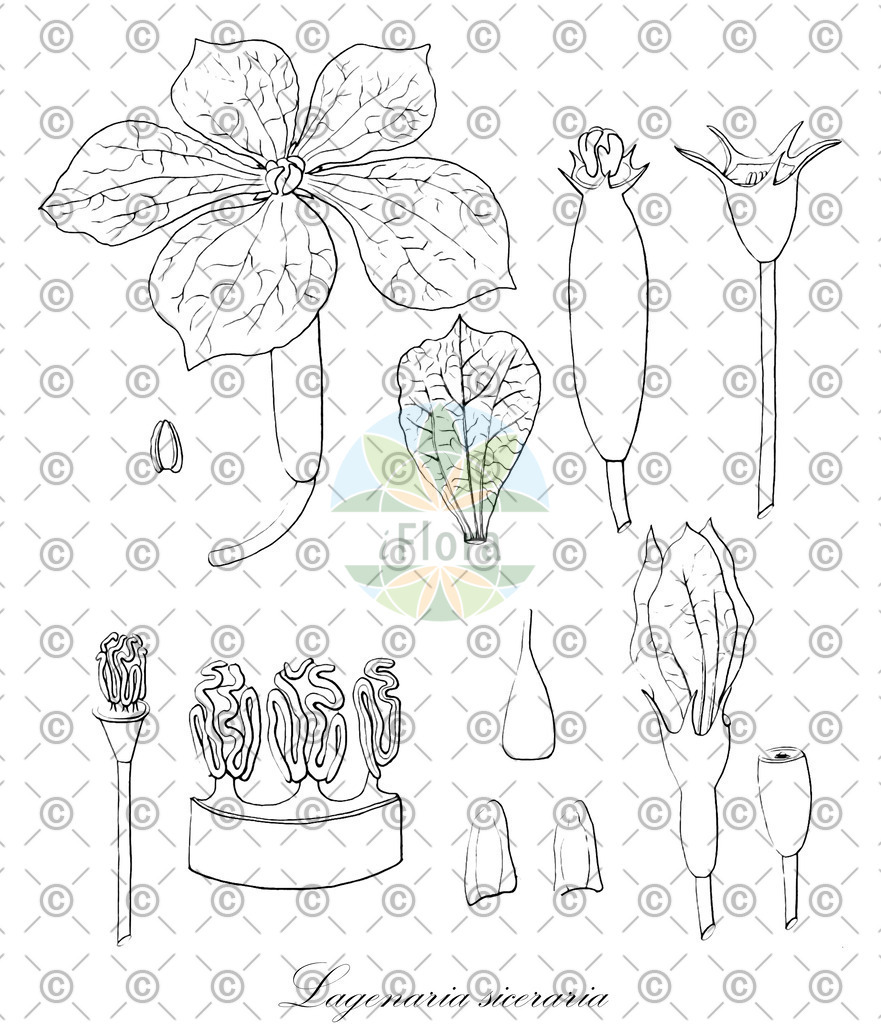 HistAbb_wfo-0000131043_1_ENZY_Simple | Historische Abbildung von Lagenaria siceraria - Cucurbitaceae | Historical Illustration of Lagenaria siceraria - Cucurbitaceae (calabash;birdhouse gourd;dipper gourd;hercules club gourd)