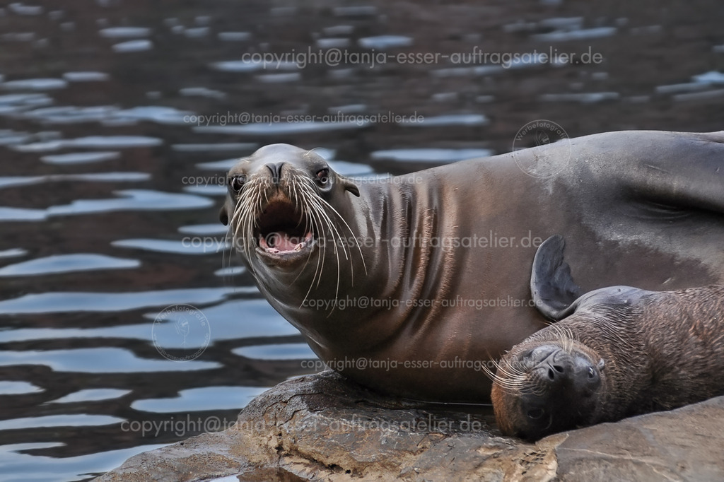 Seelöwe mit Kind D | Eine Seelöwin mit einem Jungen liegt auf einem Felsen. Die Familie spielt miteinander. Im Hintergrund ist welliges Wasser zu sehen. Blicke in die Kamera. 