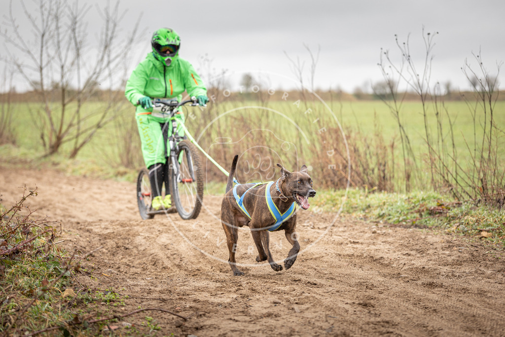 DV3A9420 | Hundefotografie, Tierfotograf, Pfotenfotografie, Fotoshooting Hund, Hunde Portrait, Hundesport, Hundeportraits, Heideshooting, Hunde, Sportfotograf, Hundefotograf, Turnierhundsport, THS,  - Realisiert mit Pictrs.com