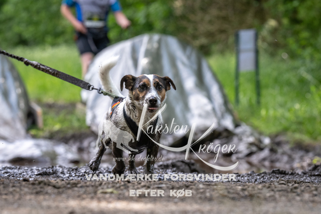 1246_ZZ93388 | kk-dogfotos