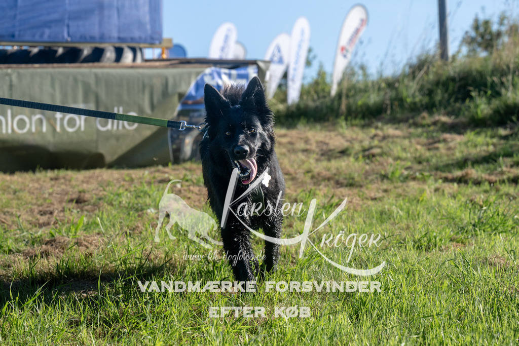 0838_ZZ94533 | kk-dogfotos