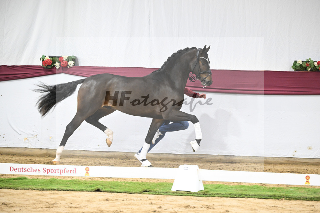 Kat-Nr. 53 Escanto PS x Dancier_Patrick Pongratz_47251987 | hf-fotografie - Realisiert mit Pictrs.com