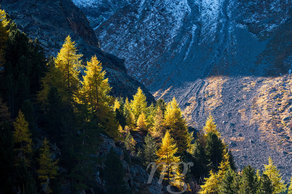 yellow larches in Val Zeznina | Die ideale Geschenkidee für Naturliebhaber. Naturbilder von Marcel Gross Photography für ihr Zuhause in den verschiedensten Formaten und Materialien. - Realisiert mit Pictrs.com