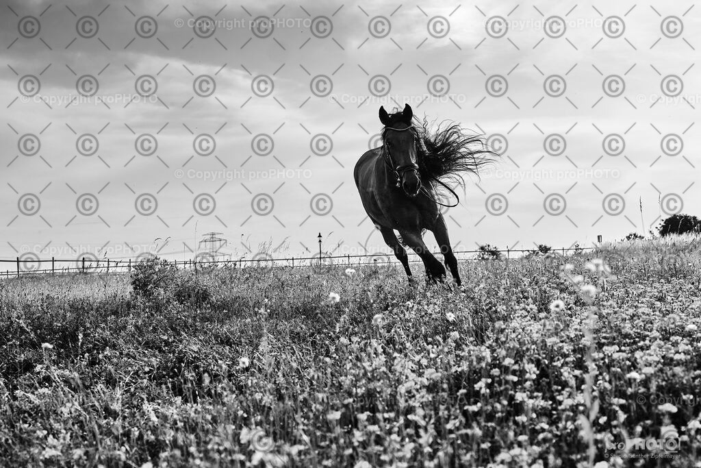 397_202406_Niki-Herodes_NZ9_0416 | proPHOTO - Realisiert mit Pictrs.com