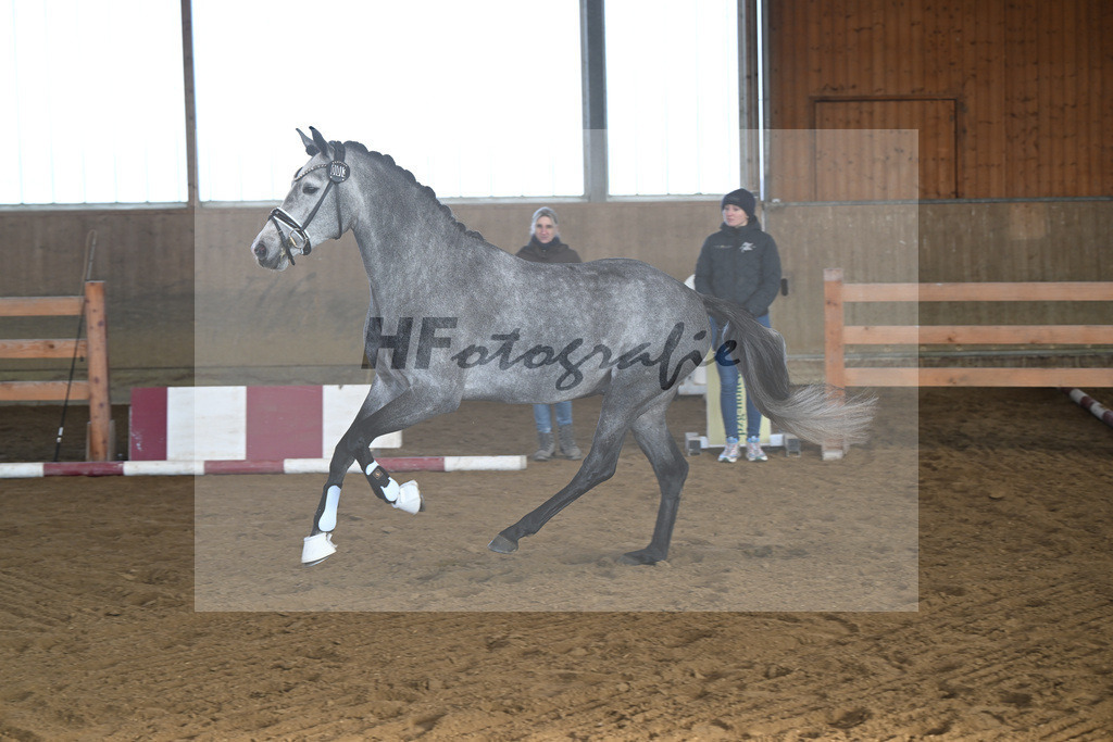 Kat-Nr. 3 Golden Diamond K v. GoldenGray_Koldas_49250072 | hf-fotografie - Realisiert mit Pictrs.com