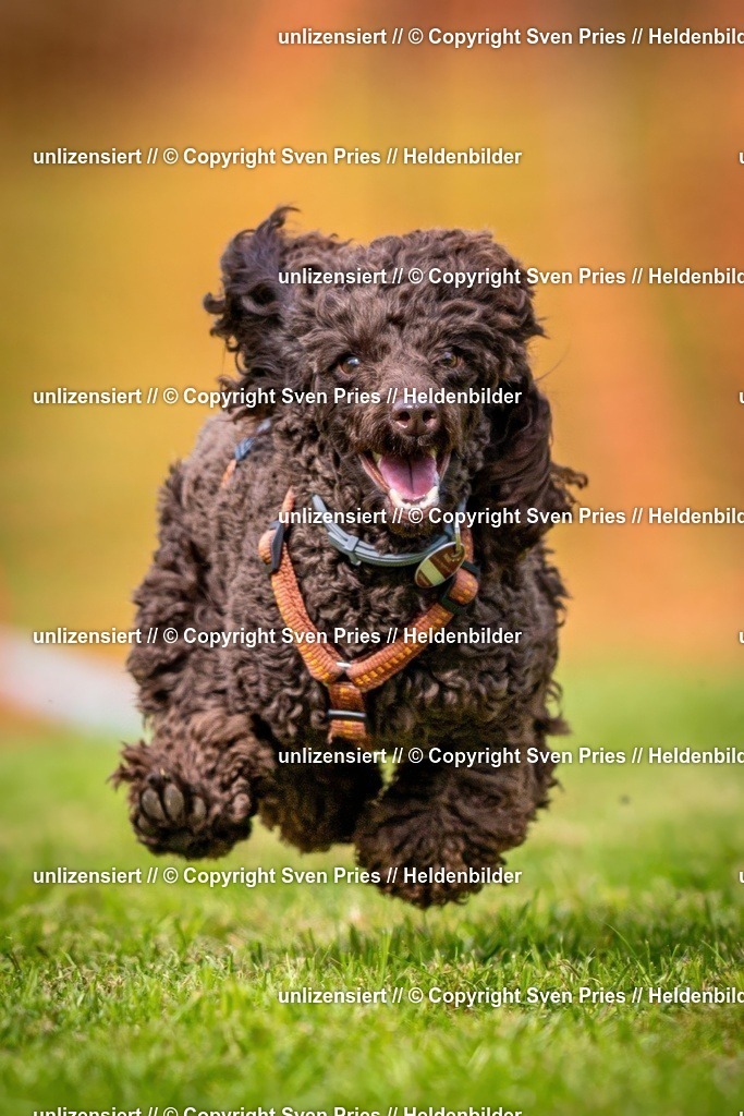 Sven Pries | 2024-09-22 - Hunderennen Baden-BadenPudelverein - Realisiert mit Pictrs.com