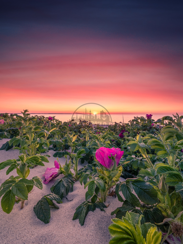 Blüte Sunset Ostsee | Exklusive Hamburg collagen, tolle Segelbilder und viele weitere tolle Motive auf Leinwand, Poster, Alu-Dibond, u.v.m. findet Ihr bei uns auf hamburgbild.de. Findet Euer Wandbild für Euer Zuhause, Büro oder die  Praxis…. - Realisiert mit Pictrs.com
