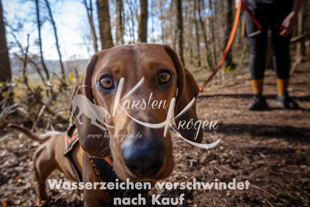 0921_ZZ97456 | kk-dogfotos