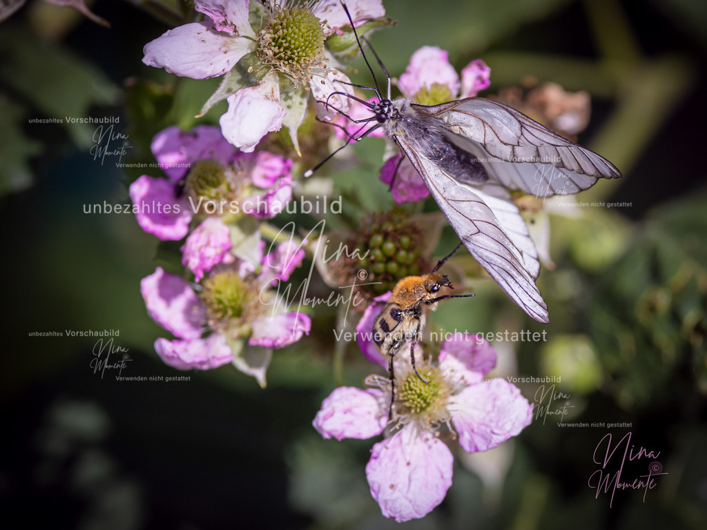 _16A9011-1 | Einzigartige Fotos von Hunden & Menschen –Actionfotos, Portraits, Vereinsaufnahmen & Paarshootings – authentisch, lebendig & mit Herz.