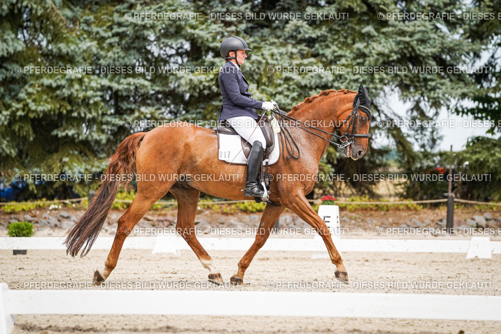 DSC05062 | Pferdegrafie