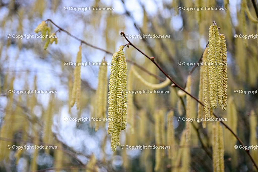 Fruehling_ Pollen_ 20.02.2024-9 | 20.02.2024, Linz, AUT, Fruehling, im Bild Graeser, Stauden, Baeume, Pollen, Allergie, Allergiker, Heuschnupfen, Haselnuss, Birke, Pflanze, Pflanzen, Flora, Natur