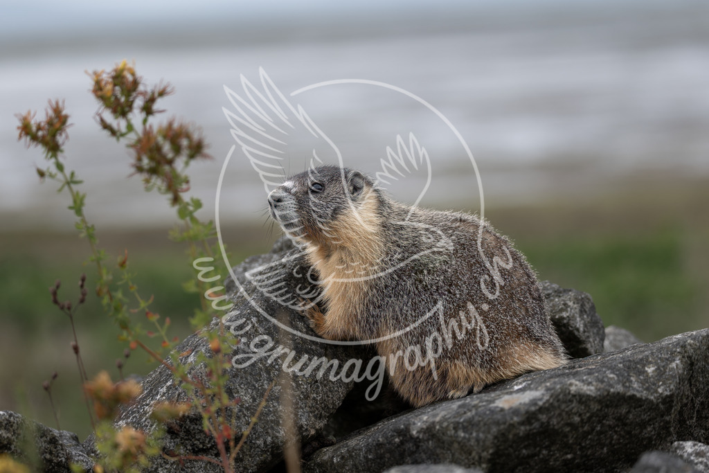 quiet watch - marmot, canada | Authentische Landschafts- & Wildtierfotografie aus der Schweiz. Hochwertige Wandbilder, Fine-Art-Prints und Wunschmotive nach Auftrag – sorgfältig entwickelt im Grumagraphy-Style
