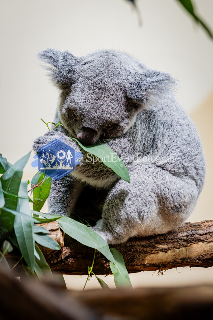 IMG_5435 | SportEventFotografie - Roman Stoiber