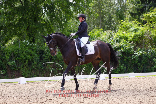 DKP41029 | Turnierfotos kaufen im Webshop von Daniel Kuhl Photography – entdecke professionelle Reitsportfotos aus Turnieren & Events. Hochwertige Turnierbilder online bestellen & sichern. Jetzt Fotos von Reitsportturnieren kaufen!